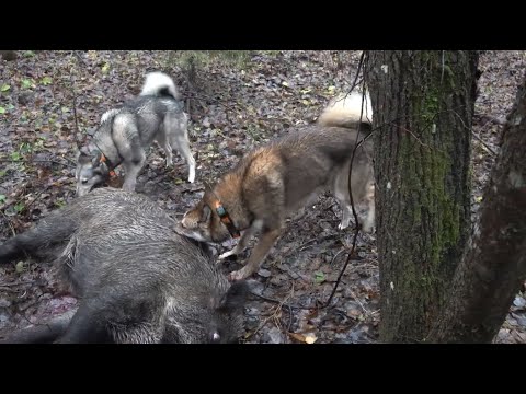 Видео: Охота на кабана с лайками