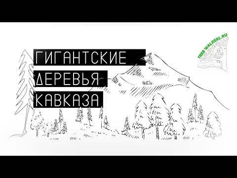 Видео: Гигантские деревья Кавказа - Подъем на пихту Бабуля (49 м). Дендрологическая экспедиция TreeWalkers.