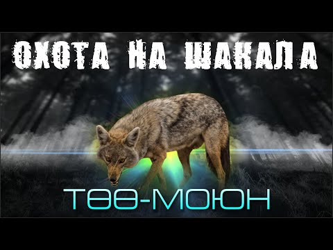 Видео: ЧӨӨгө АҢЧЫЛЫК / Төө-Моюн / Охота на Шакала / АРХИВ 2022-ж.