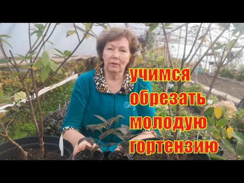 Видео: Как обрезать молодую метельчатую гортензию осенью