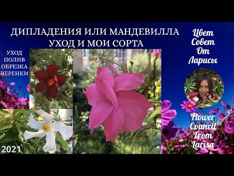 Видео: ДИПЛАДЕНИЯ ИЛИ МАНДЕВИЛЛА ВСЕ ОБ УХОДЕ И ОБЗОР МОИХ СОРТОВ