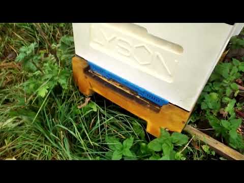 Видео: Пчеловодство - Пчелиное воровство