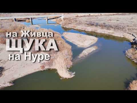 Видео: РЫБАЛКА на Нуре. Щука на живца,снова. Диалоги о Рыбалке.  #рыбалка #рыба #fishing #dji