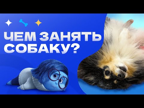 Видео: ЗАНИМАЕМ СОБАКУ ДОМА! Нагрузить собаку можно и дома