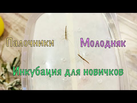 Видео: ПАЛОЧНИКИ | ИНКУБАЦИЯ ДЛЯ НОВИЧКОВ | ЗАСЕЛЕНИЯ МОЛОДНЯКА