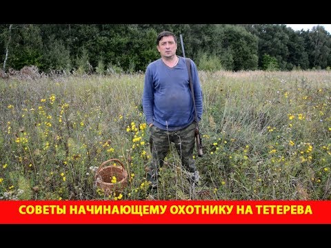 Видео: Советы начинающему охотнику на тетерева осенью