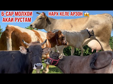 Видео: 6-САР МОЛХОИ АКАИ РУСТАМ БО НАРХИ АРЗОН УСПЕТ КУНЕД 24 октября 2025 г.