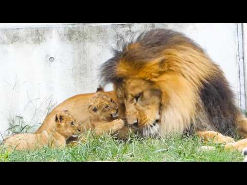 Видео: Слишком игривый🐾 Маленький лев заставил папу Эрта уйти🦁