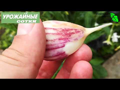 Видео: Не ПРОПУСТИТЕ! Все правила отбора чеснока на посадку.