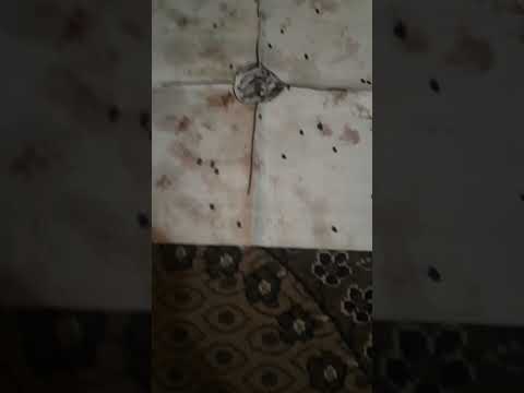 Видео: ирбис 35 в20 калибре отстрел разными навесками,по банке 1.8×35 для 12 калибра.