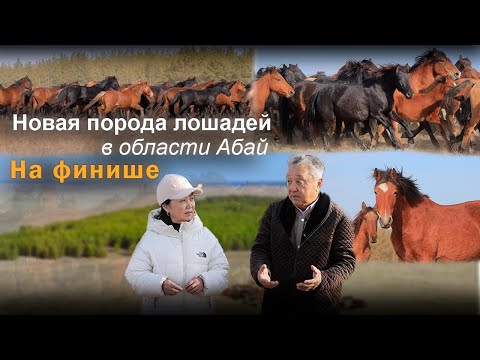 Видео: Новая порода лошадей в области Абай. На финише