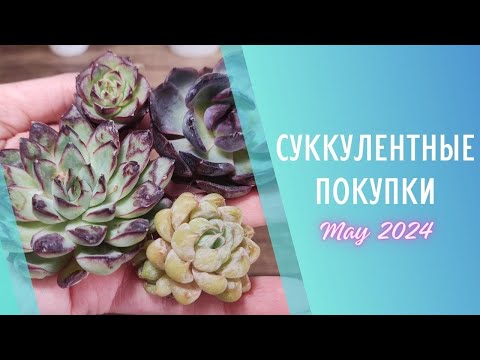 Видео: Распаковка суккулентов 🌱Май 2024