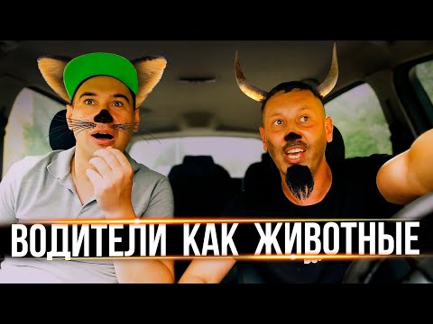 Видео: Если ВОДИТЕЛИ как ЖИВОТНЫЕ 2