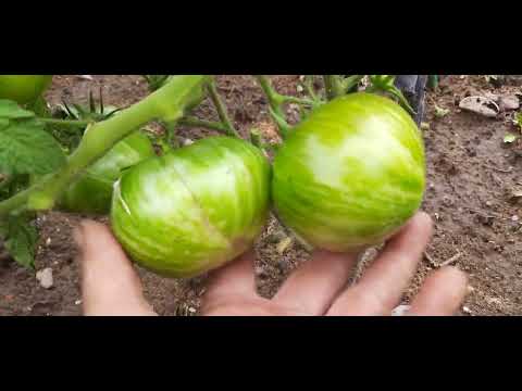 Видео: Томаты Гномы..в открытом грунте...г.Иваново.