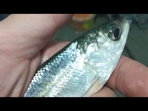 Видео: Рипус, рыбалка ночью на льду, в палатке