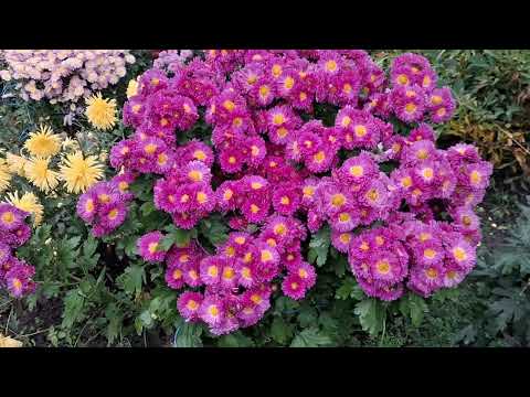 Видео: Розкішні хризантеми корейки 2026.Відео-огляд .Продовження