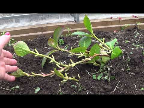 Видео: Зимовка крупнолистной гортензии "Кэнди" в прикопе.  Обрезка и подготовка к зиме