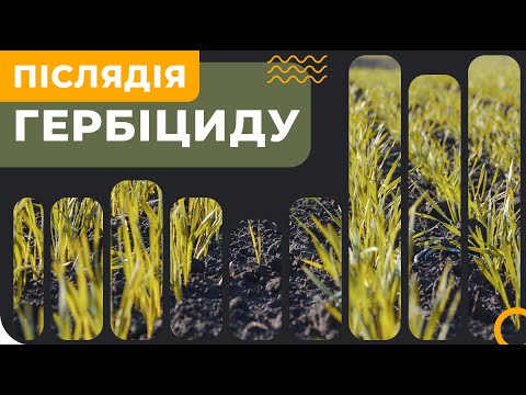 Видео: ЯК КОНТРОЛЮВАТИ ПІСЛЯДІЮ ГЕРБІЦИДА?