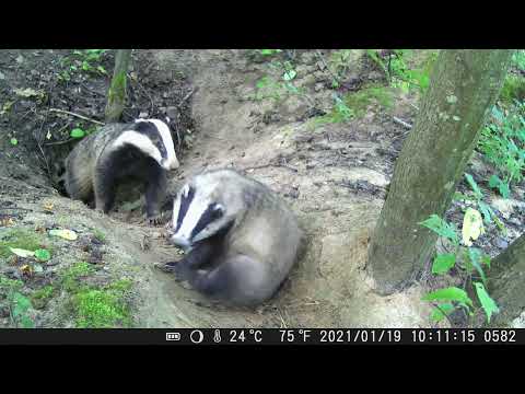 Видео: ✅ЖИЗНЬ ОБИТАТЕЛЕЙ ЛЕСА ГЛАЗАМИ ФОТОЛОВУШКИ ПСКОВСКАЯ ОБЛАСТЬ