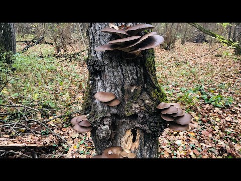 Видео: СОБРАЛ 20 КГ ВЕШЕНОК!!!