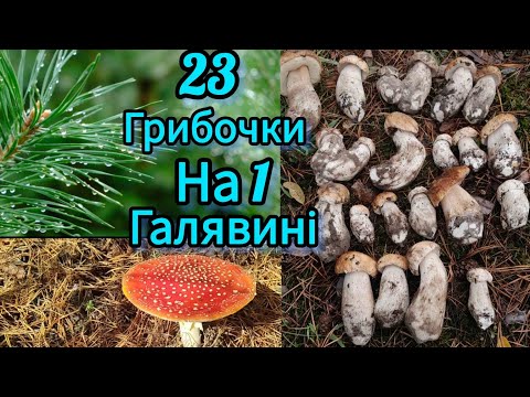 Видео: 23 грибочки на одній галявині 🍄‍🟫🍄‍🟫🍄‍🟫🌲🌲🌲