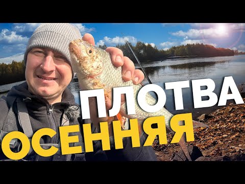 Видео: ⚠️ Плотва на ДЕСНЕ ✅ Осенний ФИДЕР! Рыбалка на реке!