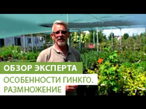 Видео: Особенности гинкго. Размножение гинкго. Лекарства из гинкго.