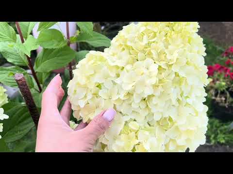 Видео: Гортензия метельчатая «Диамантино»  Hydrangea paniculata`Diamantino #Диамантина