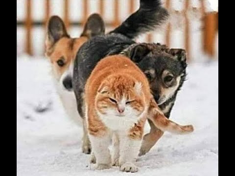 Видео: 🐕 Смешное видео  с собаками, кошками и котятами!  😺 Веселые животные в Вашем телефоне! 🐱