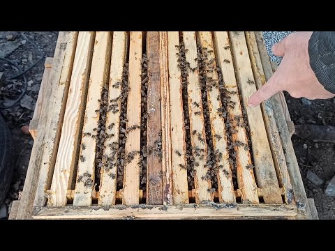 Видео: Не допустить голодной смерти контроль где размещается зимний клуб пчел. Зимний осмотр пчел в январе