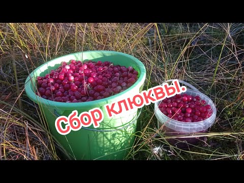 Видео: Сбор клюквы.