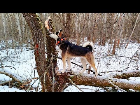 Видео: ТРОПЛЮ КУНИЦУ С МОЛОДОЙ ЛАЙКОЙ/ОХОТА НА КУНИЦУ С ЛАЙКОЙ/