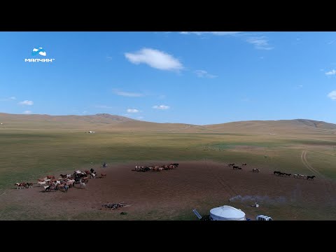 Видео: [ Малчин айлд ] нэвтрүүлэг #10 ᠌᠌Булган аймгийн Хишиг-Өндөр сумын малчин Сумын алдарт уяач Ч.Ганболд
