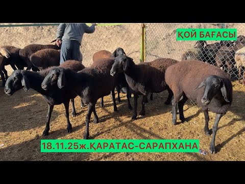 Видео: Қой,ешкі бағалары.