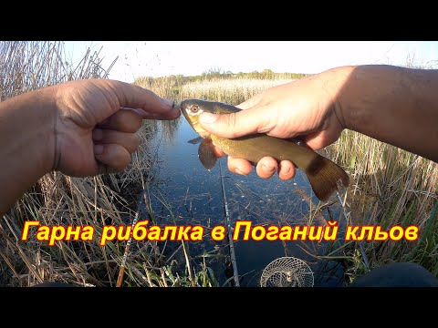 Видео: Гарна рибалка в Поганий кльов. Наловив Відро Карася та спіймав навіть ЛИНА!