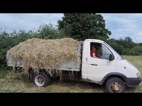 Видео: Неудачная уборка ячменя на сено.