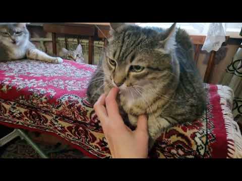 Видео: Как поживает толстый кот Степа. Пришла в гости, чтобы погладить ему пузико