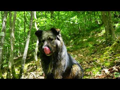 Видео: Горная жизнь в ТрансильванииСтроительство крыши старого дома