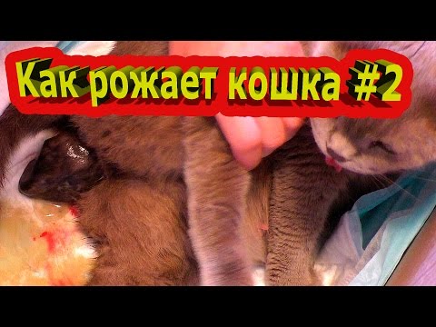 Видео: Kак рожает кошка #2/ Giving birth cat. Рождение котёнка и первый вздох. Окот у кошек Шотландская.