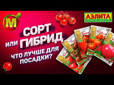 Видео: Сорт или Гибрид: что Лучше для Посадки в 2021?