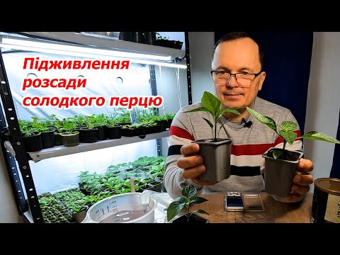 Видео: Розсада перцю одразу стає зеленою та потужно розвивається!