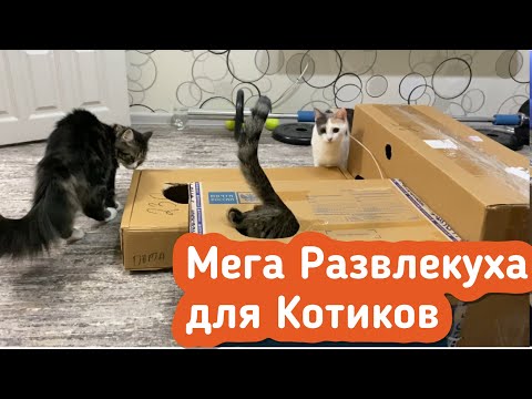 Видео: Любимая игра наших котиков. Да и мы с Анютой тоже в теме