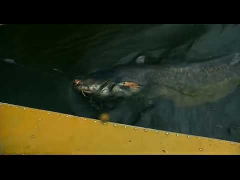 Видео: ловля сома в р Припять в Белоруссии