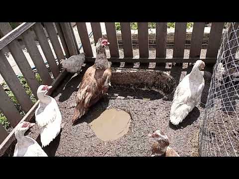 Видео: Индоутки. Чем кормлю утят.