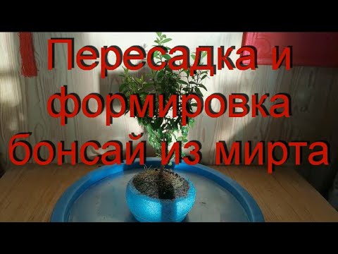 Видео: Пересадка и формировка бонсай из мирта