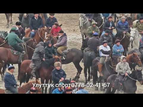 Видео: Улакты токтотуп таратып салышты