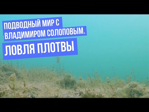 Видео: Ловля плотвы \ Подводный мир с Владимиром Солоповым
