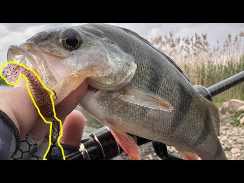 Видео: Просто ШОК! ДЖИГ-РІГ чи ЧЕБУРАШКА? рибалка на окуня Рибалка 2025