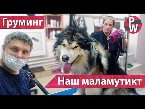 Видео: Груминг Маламута. Груминг Аляскинского Маламута. Наш Гаврюша