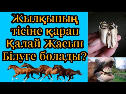 Видео: Жылқы тісіне қарап жасын анықтау